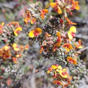 Dillwynia sericea at Carwoola, NSW - 18 Oct 2023