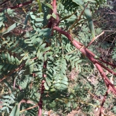 Acacia rubida (Red-stemmed Wattle, Red-leaved Wattle) at Carwoola, NSW - 18 Oct 2023 by LyndalT