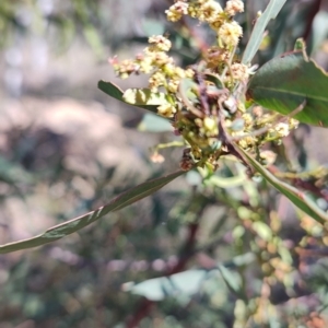 Acacia rubida at Carwoola, NSW - 18 Oct 2023 10:09 AM