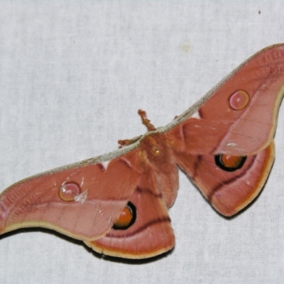 Opodiphthera eucalypti (Emperor Gum Moth) at Sheldon, QLD - 23 Sep 2007 by PJH123