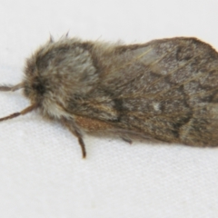 Pernattia pusilla (She-Oak Moth) at Sheldon, QLD - 24 Sep 2007 by PJH123