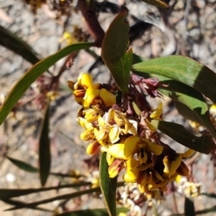 Daviesia mimosoides subsp. mimosoides at Carwoola, NSW - 17 Oct 2023 by LyndalT