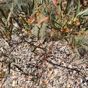 Daviesia mimosoides subsp. mimosoides at Carwoola, NSW - 18 Oct 2023 09:48 AM