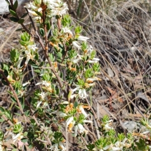 Brachyloma daphnoides at Carwoola, NSW - 18 Oct 2023