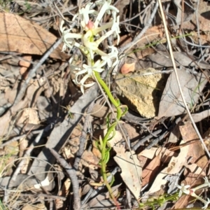 Stackhousia monogyna at Carwoola, NSW - 18 Oct 2023 10:06 AM