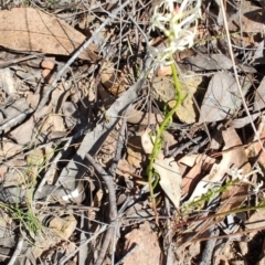 Stackhousia monogyna at Carwoola, NSW - 18 Oct 2023 10:06 AM