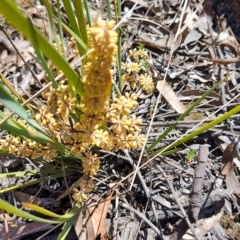 Lomandra multiflora (Many-flowered Matrush) at Carwoola, NSW - 18 Oct 2023 by LyndalT