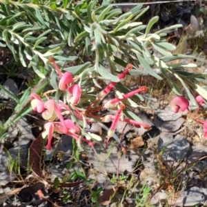 Grevillea lanigera at Carwoola, NSW - 18 Oct 2023