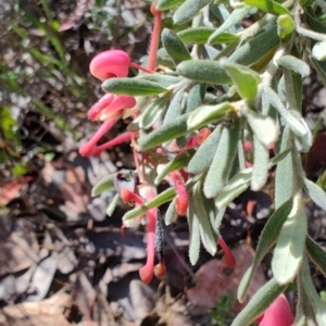 Grevillea lanigera at Carwoola, NSW - 18 Oct 2023