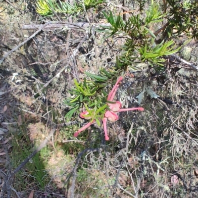 Grevillea lanigera (Woolly Grevillea) at Carwoola, NSW - 17 Oct 2023 by LyndalT