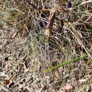 Dianella revoluta var. revoluta at Carwoola, NSW - 18 Oct 2023 10:35 AM