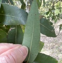 Angophora floribunda (Apple, Rough-barked Apple) at Kangaroo Valley, NSW - 18 Oct 2023 by lbradley