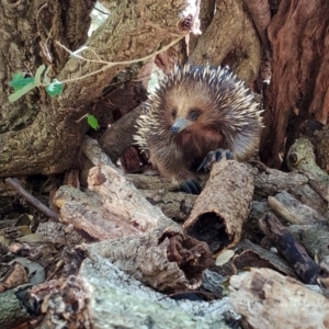 Tachyglossus aculeatus at Molonglo Valley, ACT - 18 Oct 2023