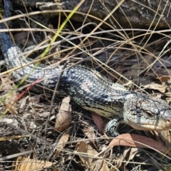 Tiliqua nigrolutea at Captains Flat, NSW - 18 Oct 2023 02:36 PM