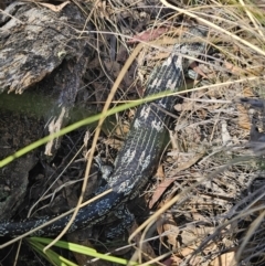 Tiliqua nigrolutea at Captains Flat, NSW - 18 Oct 2023 02:36 PM