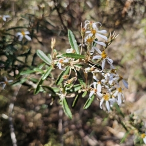 Olearia erubescens at Captains Flat, NSW - 18 Oct 2023