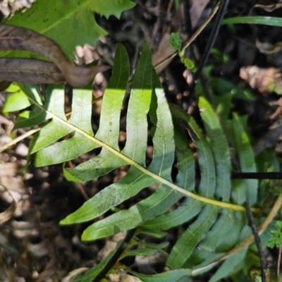 Blechnum nudum (Fishbone Water Fern) at Captains Flat, NSW - 18 Oct 2023 by Csteele4