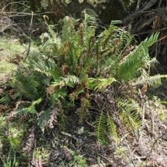 Blechnum nudum at Captains Flat, NSW - 18 Oct 2023