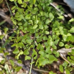 Adiantum aethiopicum (Common Maidenhair Fern) at Captains Flat, NSW - 18 Oct 2023 by Csteele4