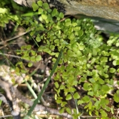 Adiantum aethiopicum at Captains Flat, NSW - 18 Oct 2023