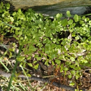 Adiantum aethiopicum at Captains Flat, NSW - 18 Oct 2023