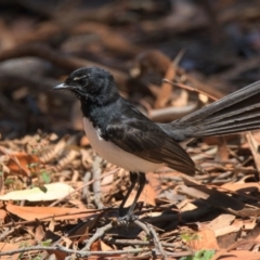 Rhipidura leucophrys (Willie Wagtail) at Brunswick Heads, NSW - 15 Oct 2023 by macmad