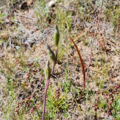 Thelymitra (genus) (sun orchids) at Isaacs, ACT - 18 Oct 2023 by Mike