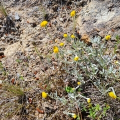 Chrysocephalum apiculatum (Common Everlasting) at Isaacs, ACT - 18 Oct 2023 by Mike