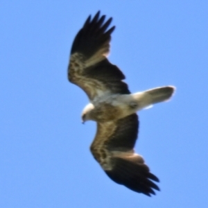 Haliastur sphenurus at Fyshwick, ACT - 18 Oct 2023