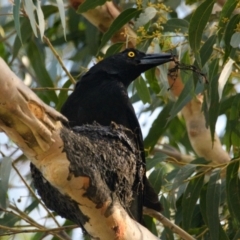 Strepera graculina (Pied Currawong) at Brunswick Heads, NSW - 16 Oct 2023 by macmad