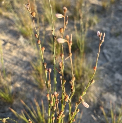 Asphodelus fistulosus (Onion Weed) at Mungo, NSW - 14 Oct 2023 by Ange