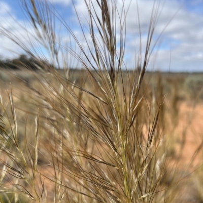 Austrostipa (genus) (A Corkscrew Grass) at Mungo, NSW - 15 Oct 2023 by Ange