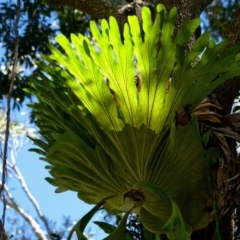 Platycerium superbum (Staghorn Fern) at Brunswick Heads, NSW - 16 Oct 2023 by macmad