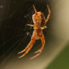 Araneus hamiltoni (Hamilton's Orb Weaver) at Sullivans Creek, Turner - 14 Oct 2023 by ConBoekel