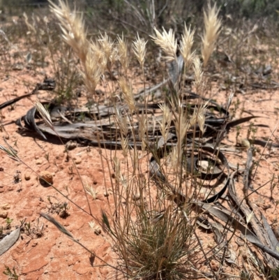 Rytidosperma (genus) (Wallaby Grass) at Mungo, NSW - 15 Oct 2023 by Ange