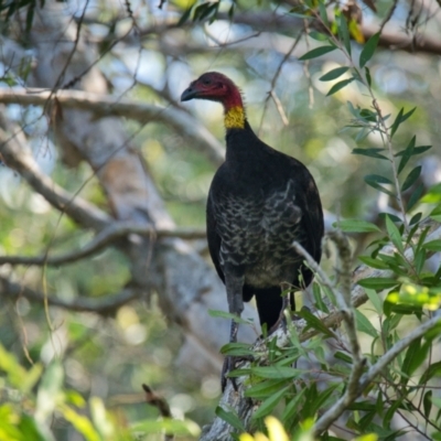 Alectura lathami (Australian Brush-turkey) at Brunswick Heads, NSW - 17 Oct 2023 by macmad