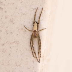 Cyrtophora moluccensis (Tent spider) at Sullivans Creek, Turner - 15 Oct 2023 by ConBoekel