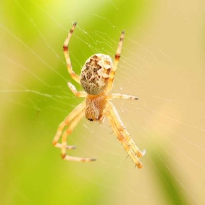 Araneus hamiltoni (Hamilton's Orb Weaver) at Turner, ACT - 15 Oct 2023 by ConBoekel