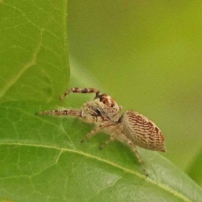 Opisthoncus grassator (Jumping spider) at Sullivans Creek, Turner - 15 Oct 2023 by ConBoekel