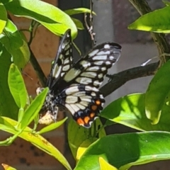 Papilio anactus (Dainty Swallowtail) at Isaacs, ACT - 18 Oct 2023 by galah681