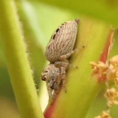 Opisthoncus sp. (genus) (Unidentified Opisthoncus jumping spider) at Sullivans Creek, Turner - 15 Oct 2023 by ConBoekel