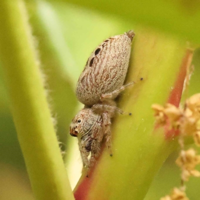 Opisthoncus sp. (genus) (Opisthoncus jumping spider) at Sullivans Creek, Turner - 15 Oct 2023 by ConBoekel