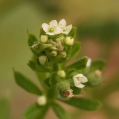 Galium aparine (Goosegrass, Cleavers) at Sullivans Creek, Turner - 15 Oct 2023 by ConBoekel