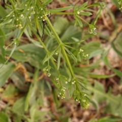 Galium aparine at O'Connor, ACT - 15 Oct 2023