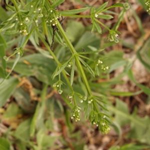 Galium aparine at O'Connor, ACT - 15 Oct 2023