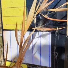 Andropogon virginicus (Whiskey Grass) at Wingan River, VIC - 18 Oct 2023 by Steve818