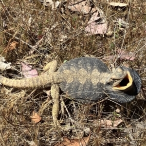 Pogona barbata at Belconnen, ACT - suppressed
