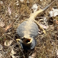 Pogona barbata at Belconnen, ACT - suppressed