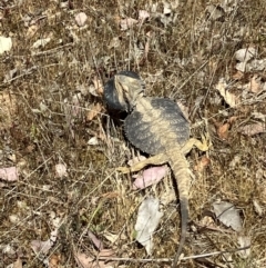 Pogona barbata at Belconnen, ACT - suppressed