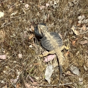 Pogona barbata at Belconnen, ACT - 18 Oct 2023